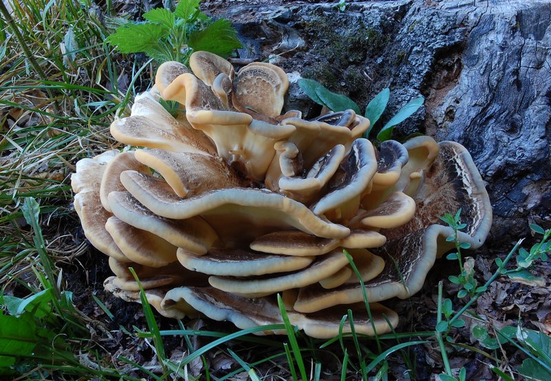 Meripilus giganteus ? fotog .il 24.08.2010.